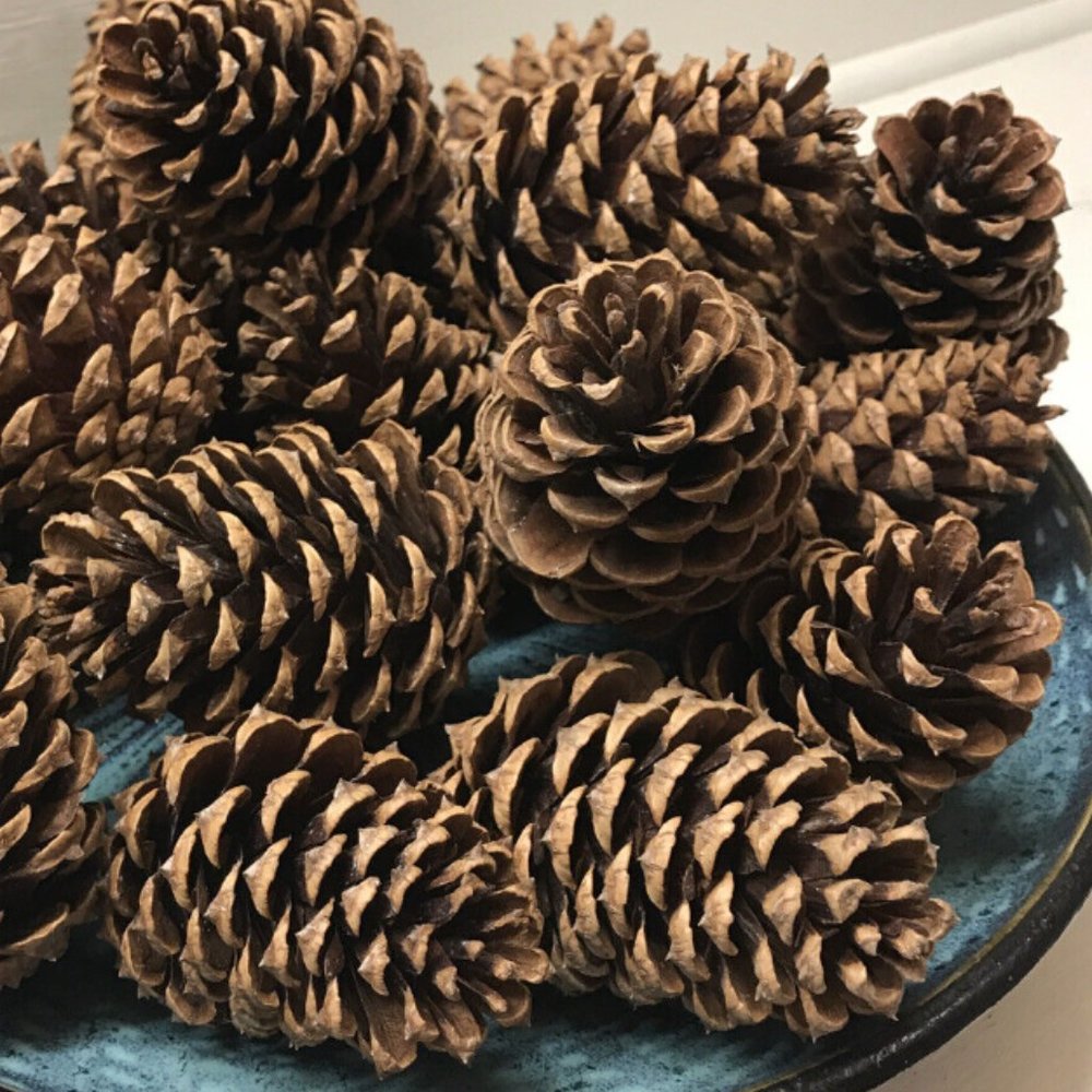 Artsy Pinecones - 10 Qty.